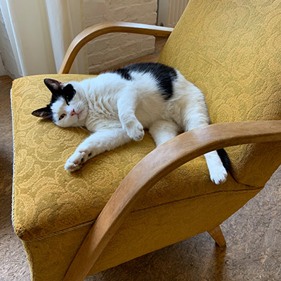 Community Katze